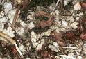 Formica_rufa_F2133_Z_81_Les Gris_Frankrijk